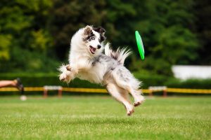 Tutti pazzi per il dog sport. Quando il nostro cane si allena con noi