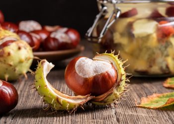 il frutto dell'ippocastano su un tavolo