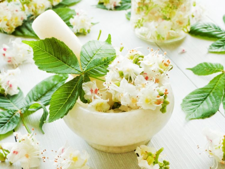 Crema Ippocastano A Cosa Serve Ippocastano: cos’è, proprietà, benefici, controindicazioni, usi e botanica