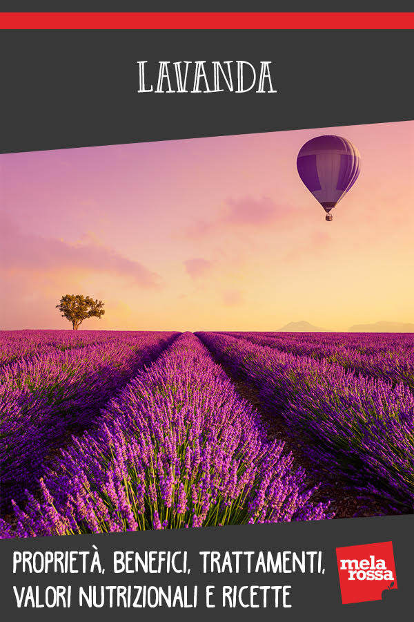 Lavanda: proprietà, benefici per la salute e usi in bellezza e cucina