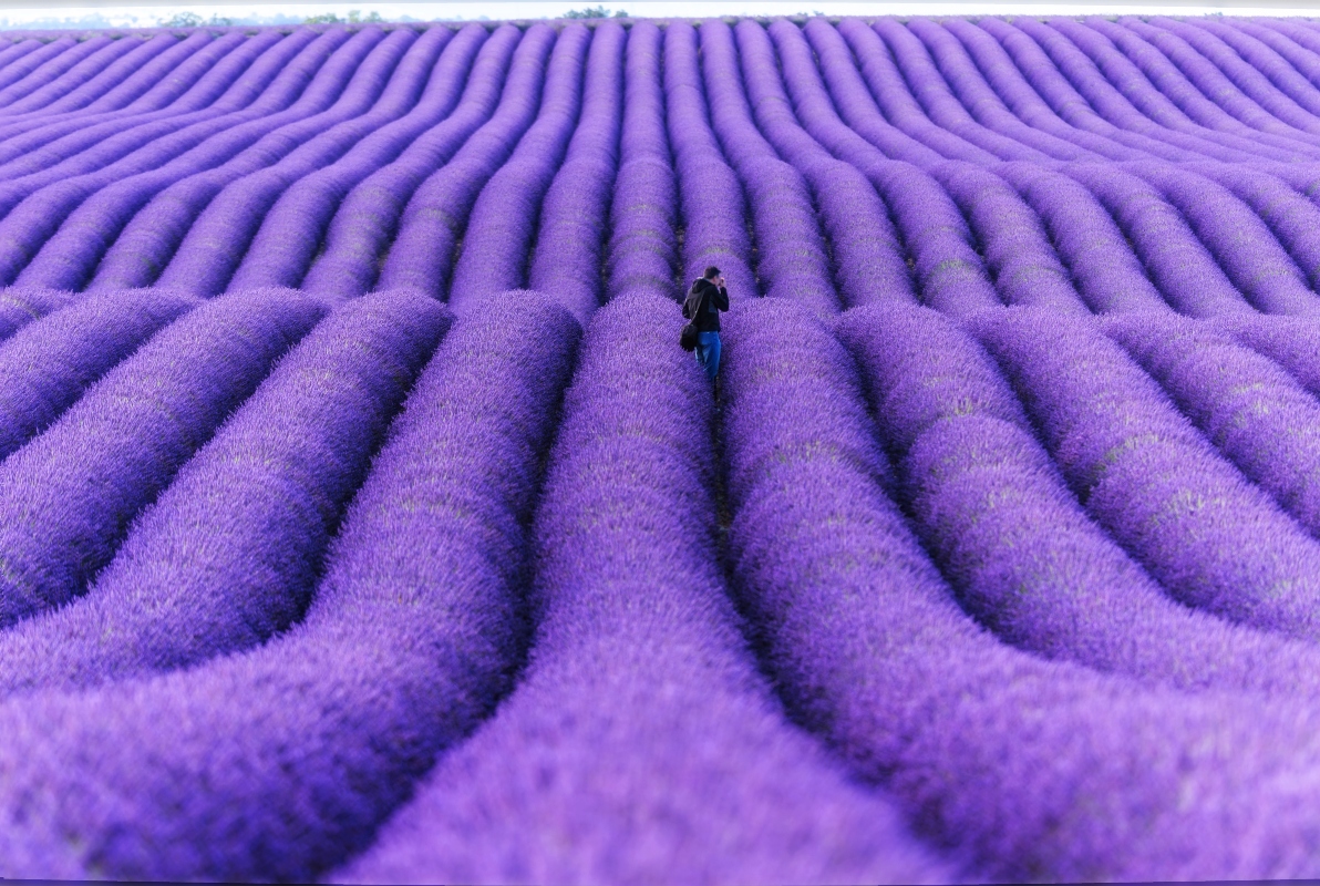 botanica della lavanda