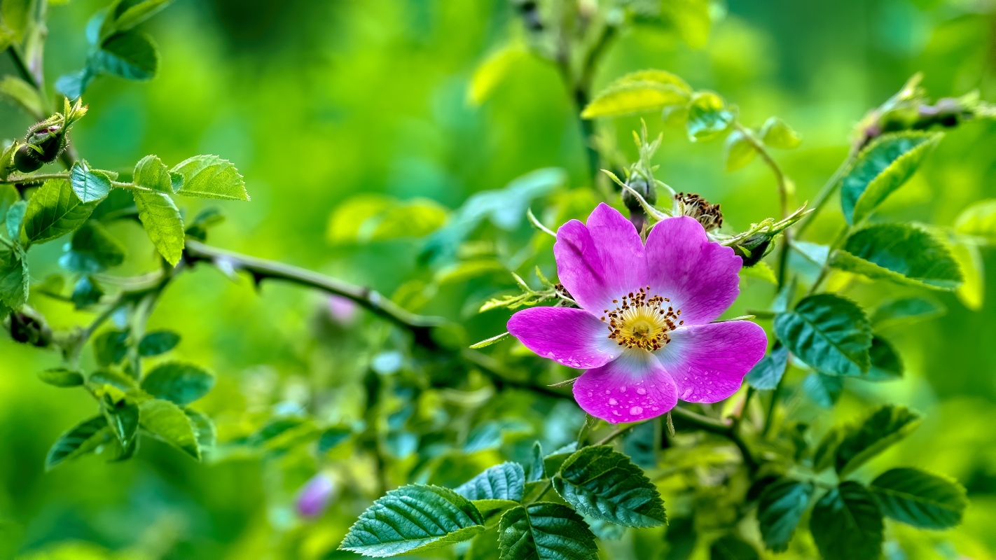 rosa canina: botanica e come coltivarla