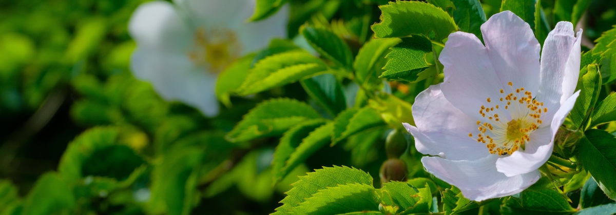 rosa canina : pianta 