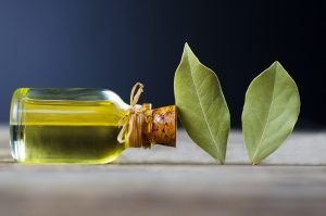Alloro: coltivazione, proprietà, benefici, trattamenti, controindicazioni ed usi in cucina