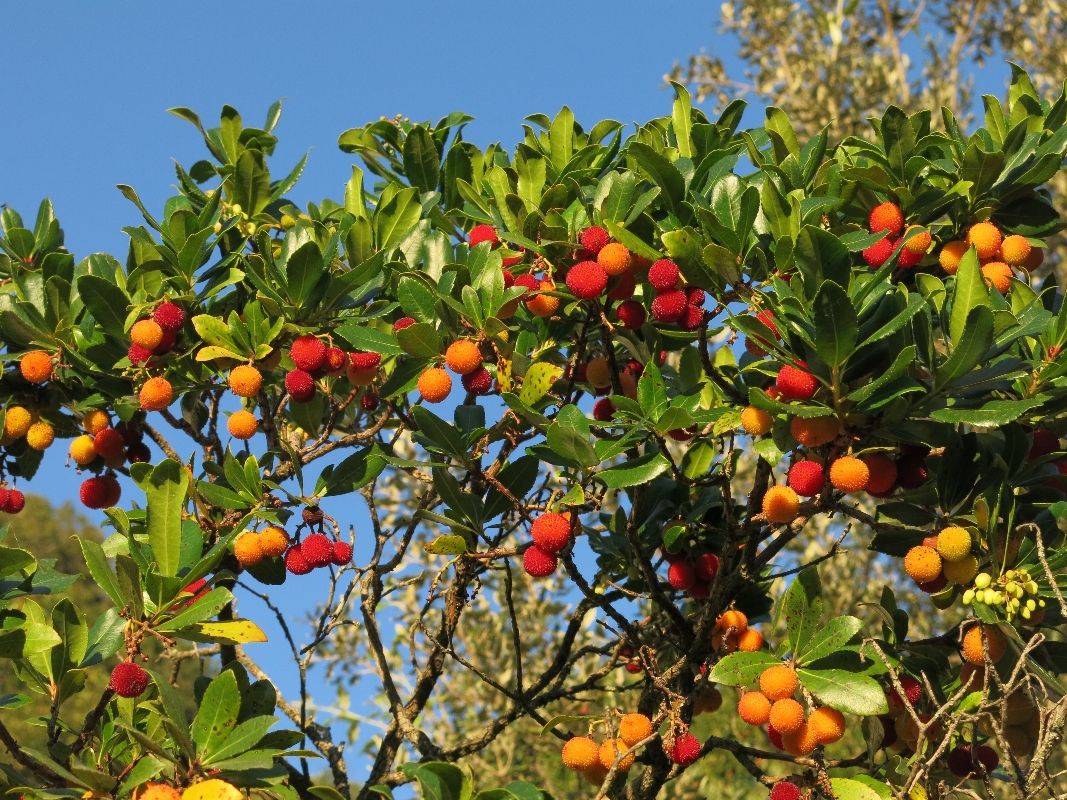 corbezzolo: botanica