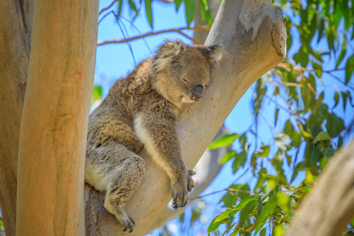 eucalipto e Koala