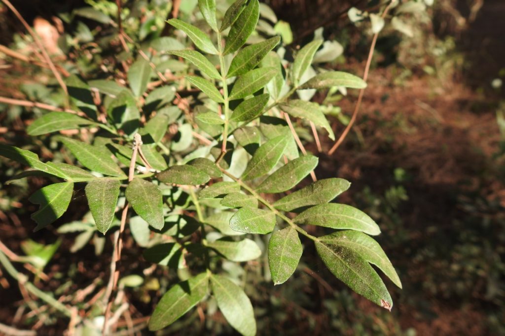 mirto