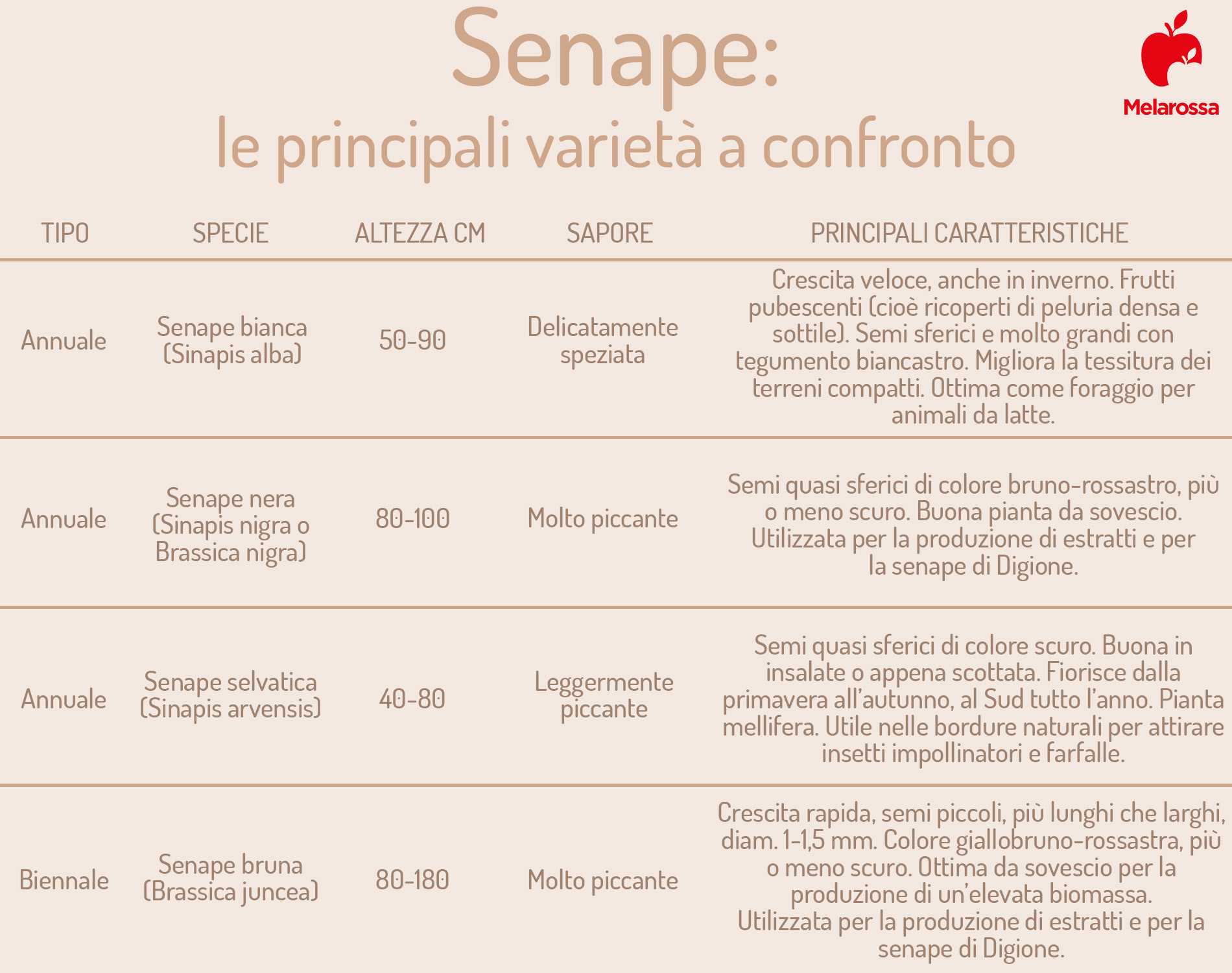 Senape : principali varietà a confronto 