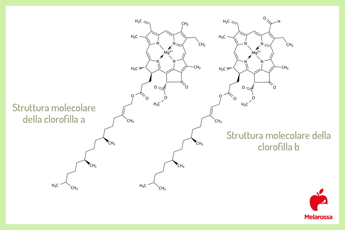 struttura molecolare: clorofilla