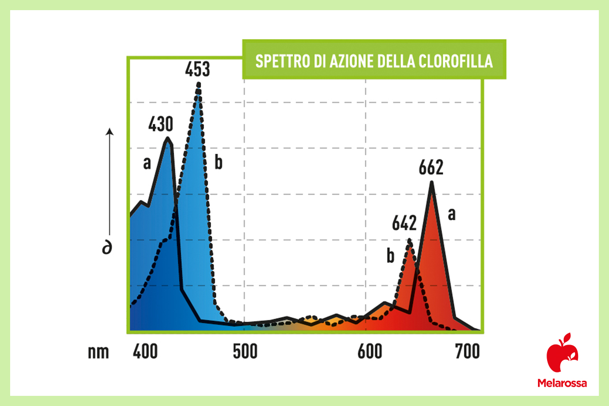 clorofilla: struttura molecolare 