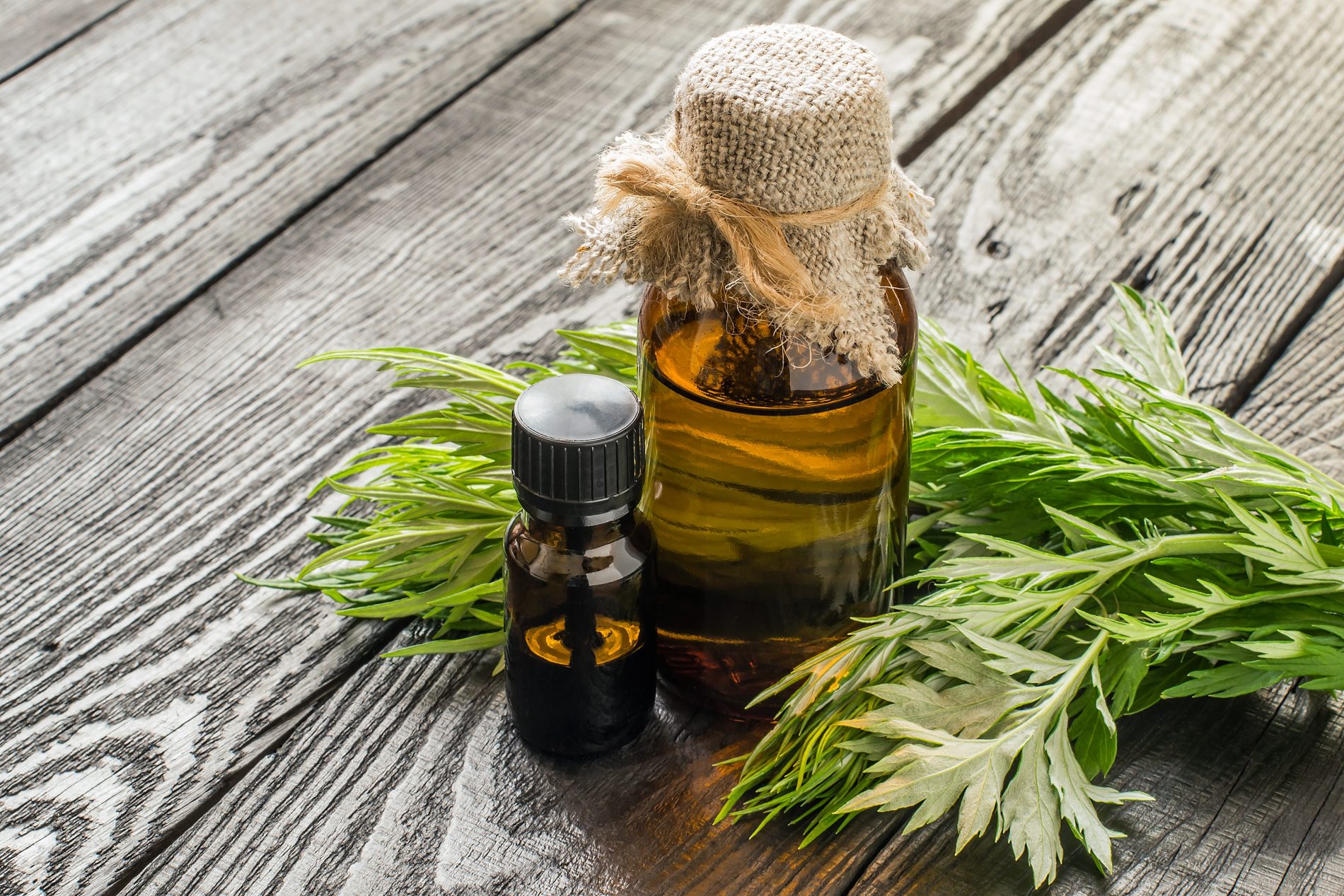 assenzio. benefici dell'olio per la salute