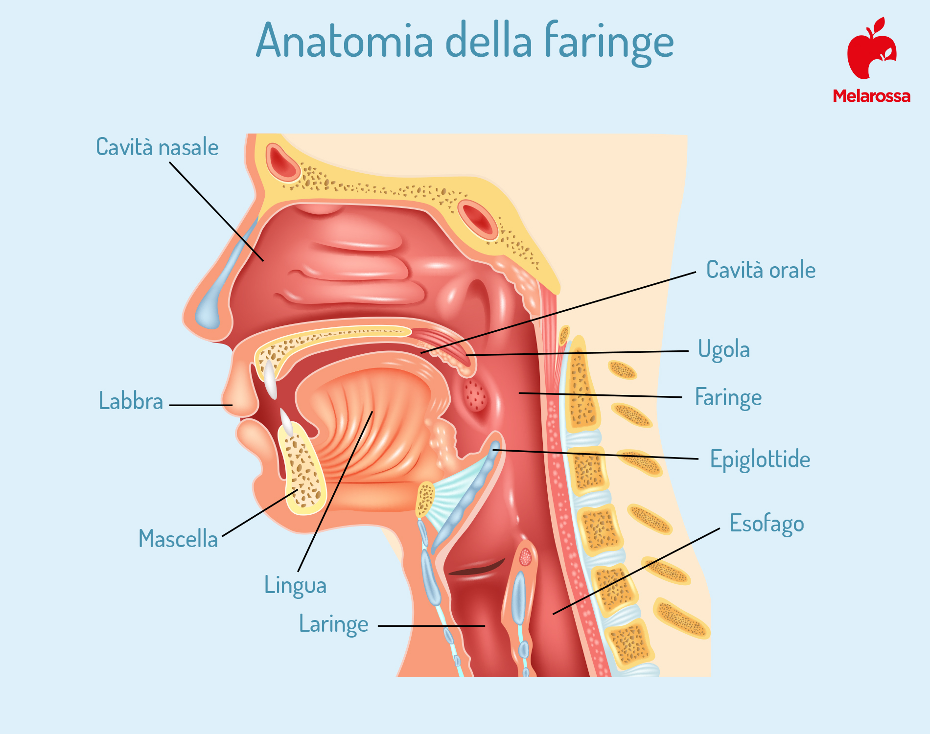 faringite: anatomia della faringe