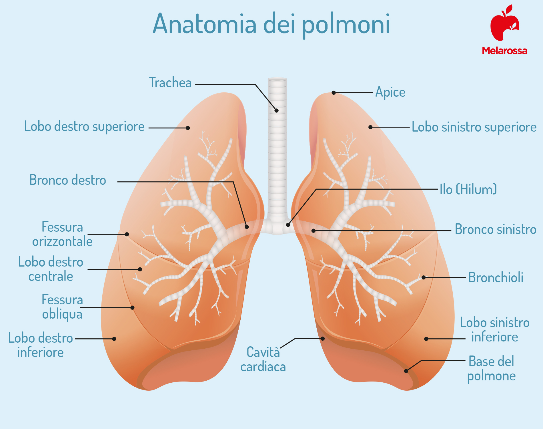 fibrosi polmonare: anatomia dei polmoni 