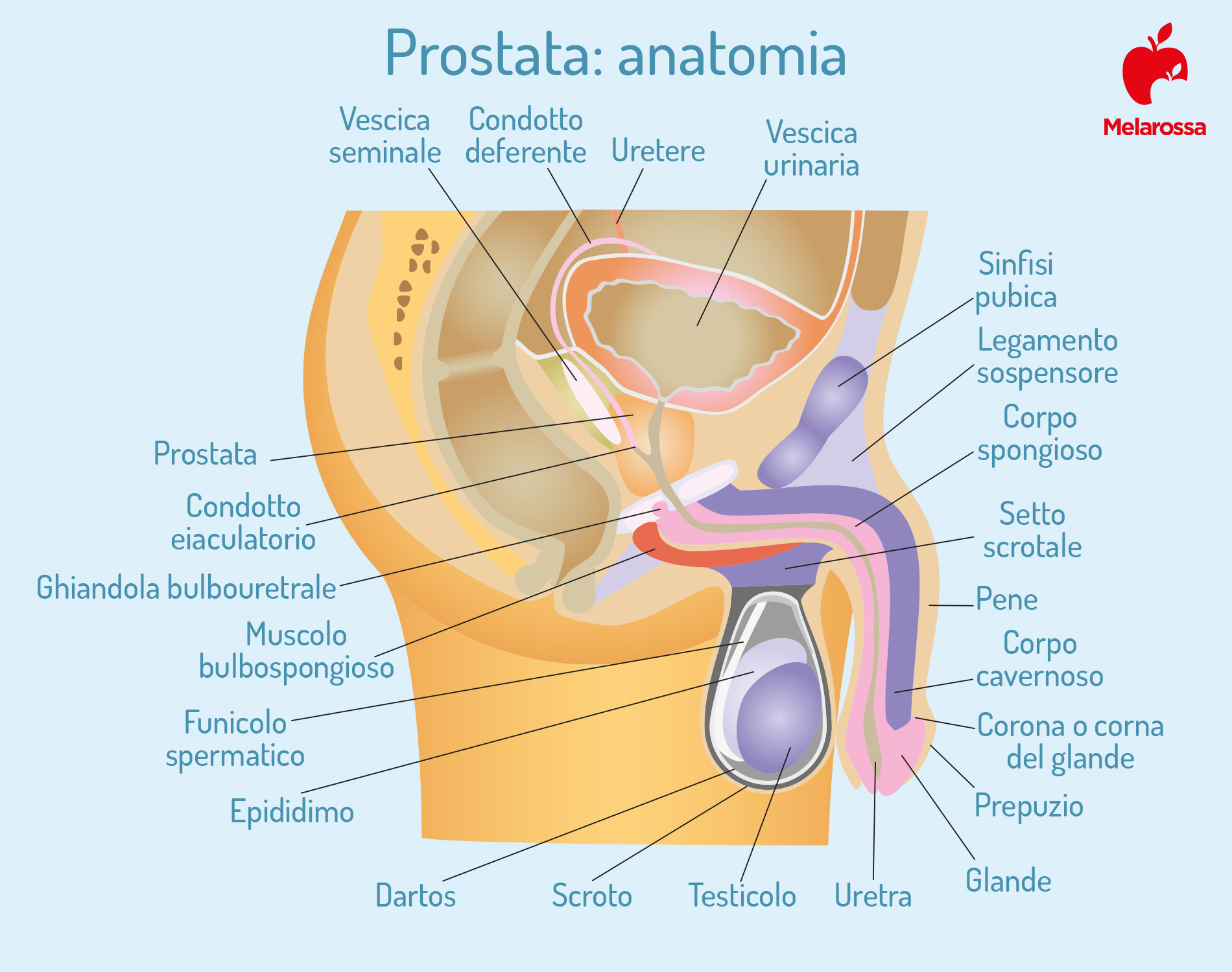 Ipertrofia prostatica: prostata anatomia