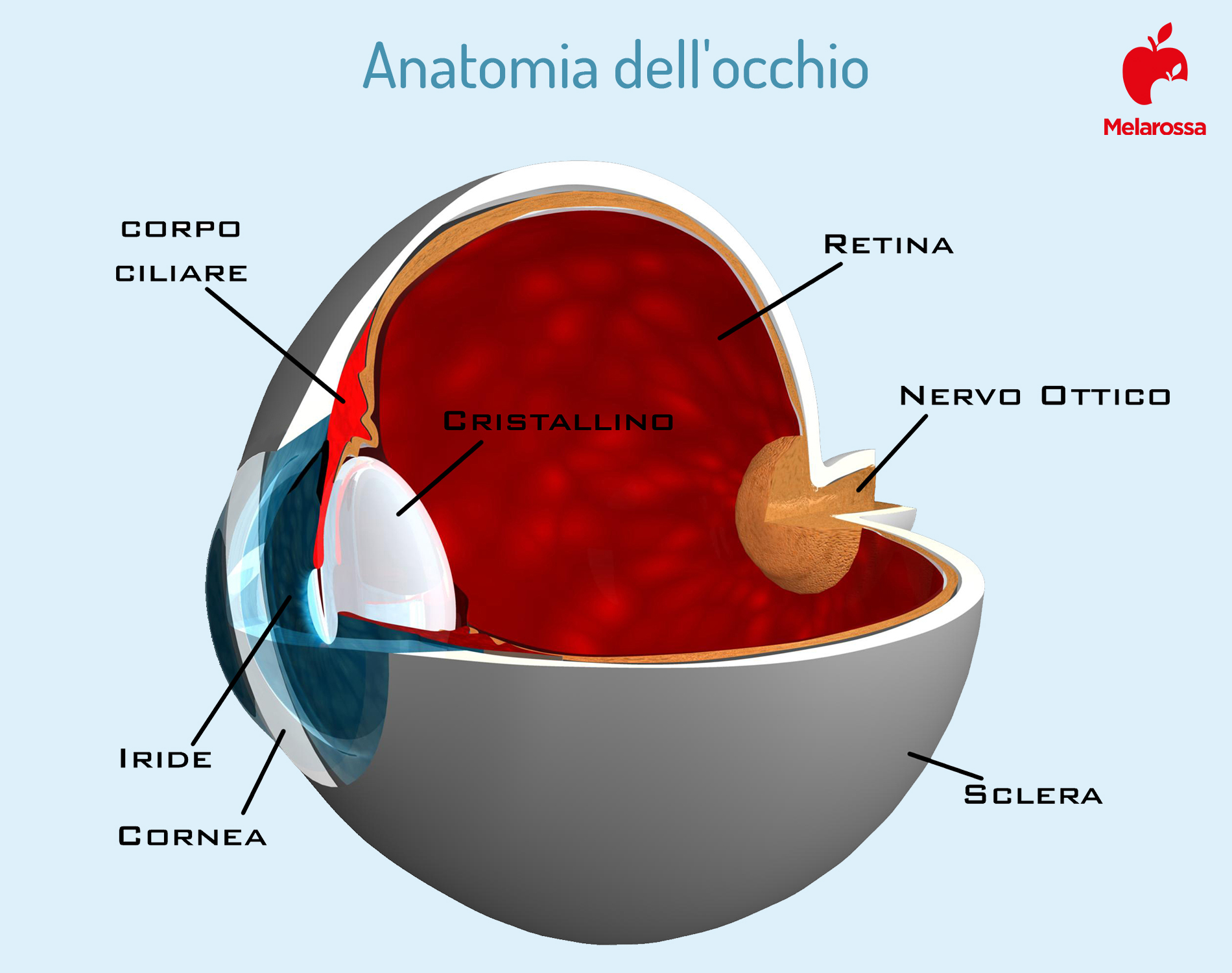 anatomia dell'occhio 