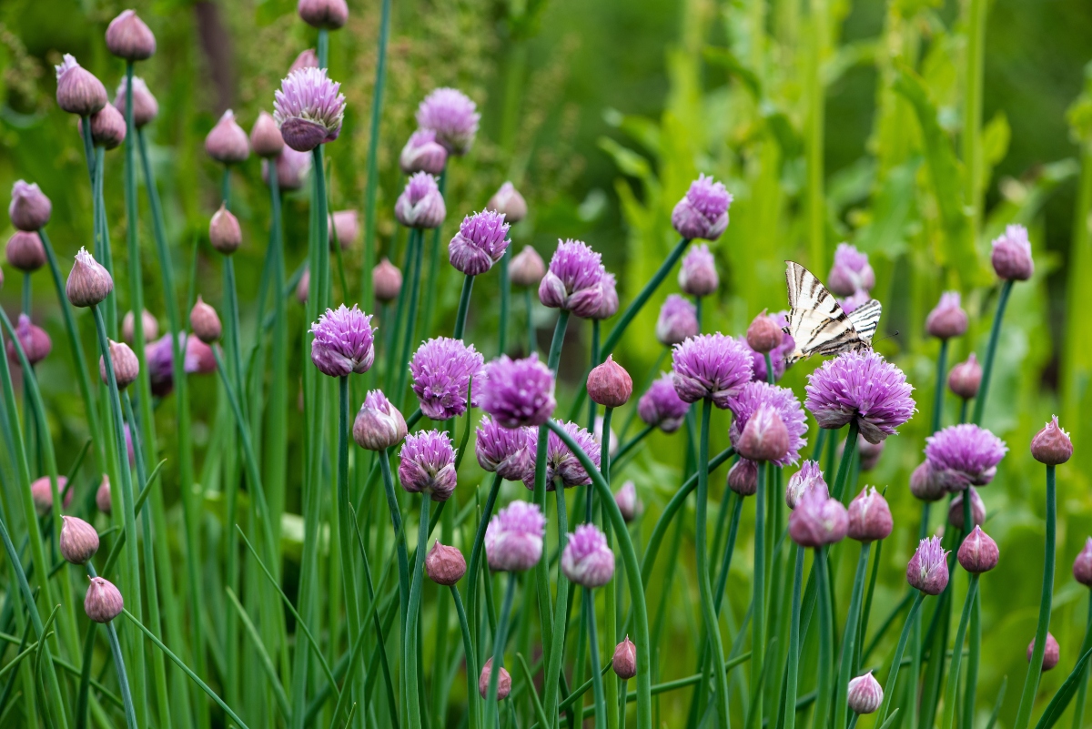erba cipollina: botanica
