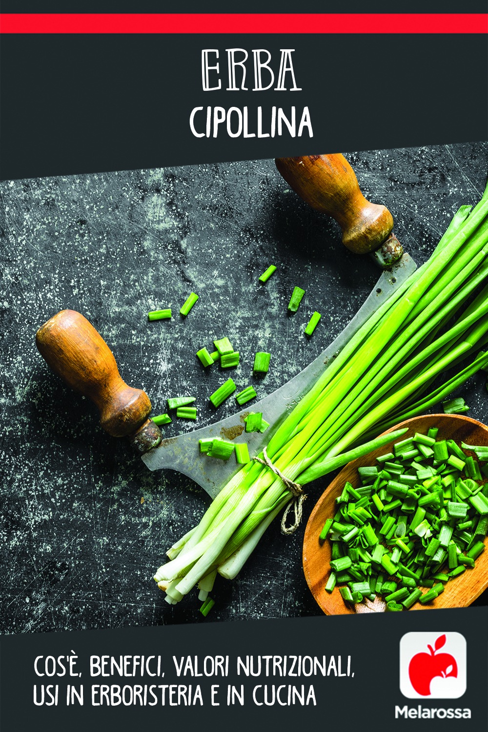 erba cipollina: cos'è, valori nutrizionali, benefici e usi