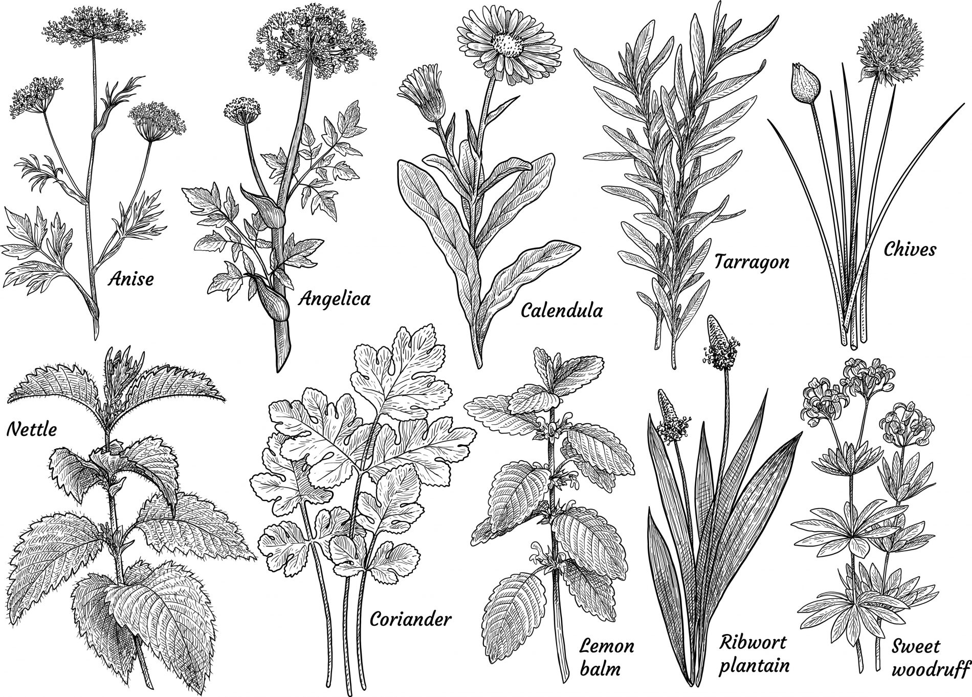 erba cipollina: storia