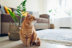 Il gatto riconosce il suo nome: ecco perché decide di ignorarci deliberatamente
