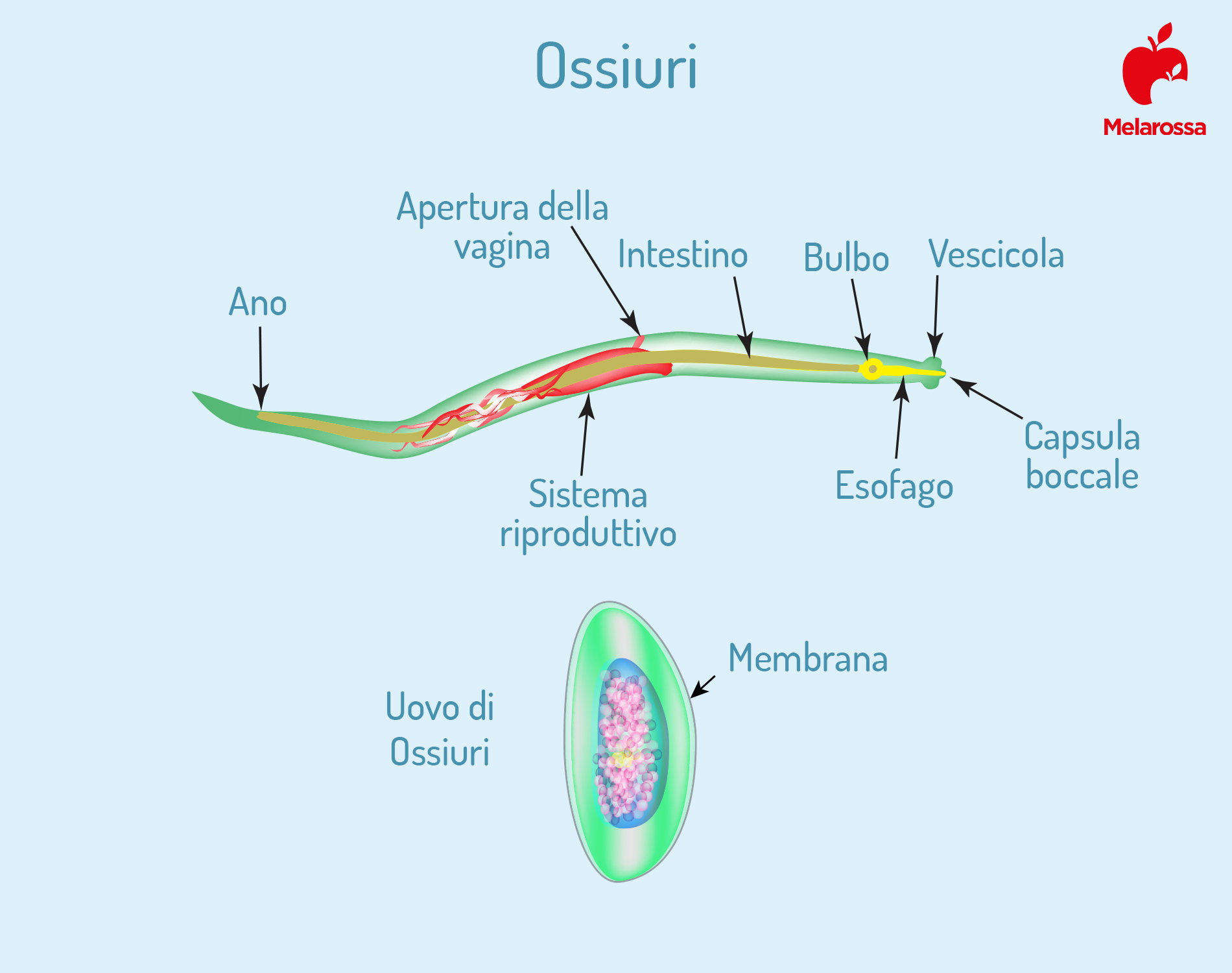 ossiuri: cosa sono 