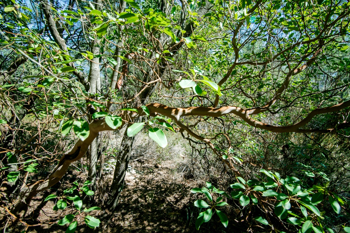 sandalo: botanica 