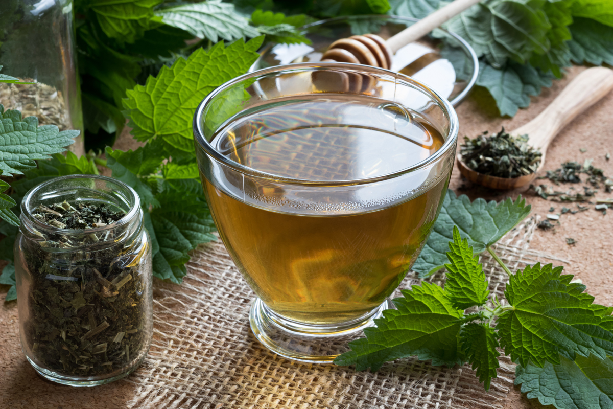 Ortica: ricette tisane 