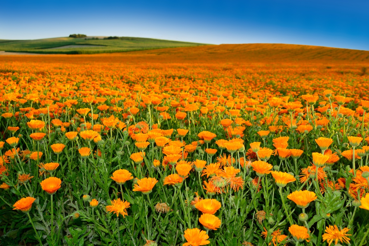 calendula: botanica 