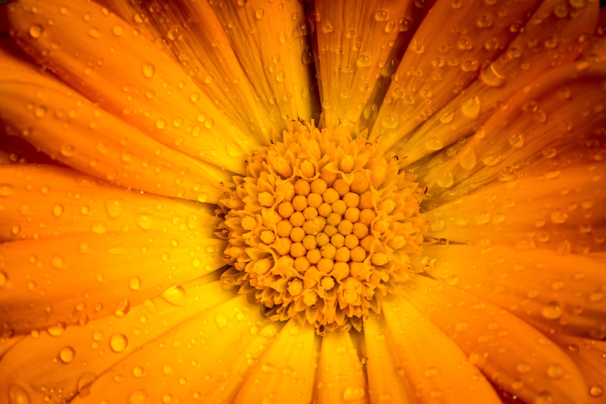 calendula: trattamenti 