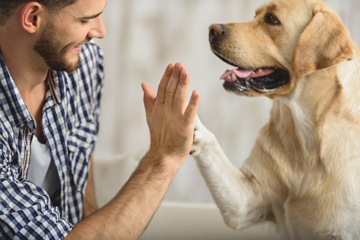 cane-comunicazione