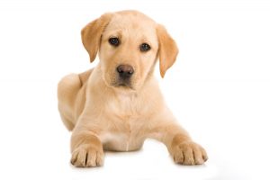 Perché il cane ti fissa? Esistono 4 spiegazioni a questo comportamento