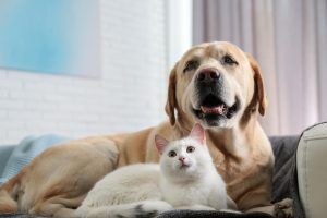 Come vedono il mondo gli animali? Dal cane al pesce rosso, ecco cosa percepiscono i nostri pet