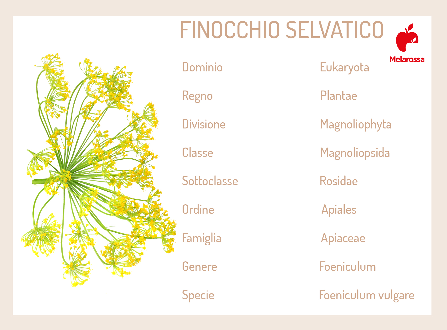 finocchietto selvatico