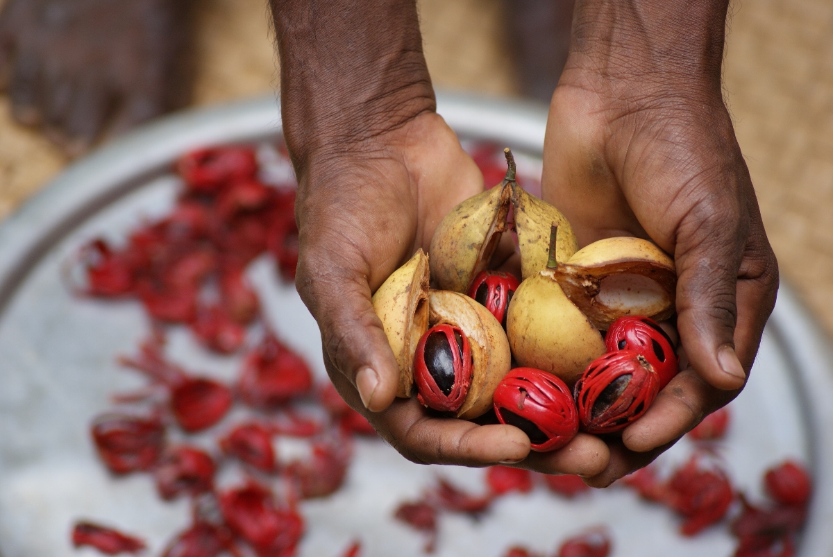 garcinia cambogia: benefici 