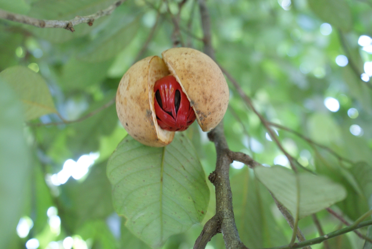 garcinia cambogia: botanica 