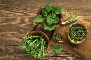 Ortica: proprietà, usi in cucina e per la bellezza