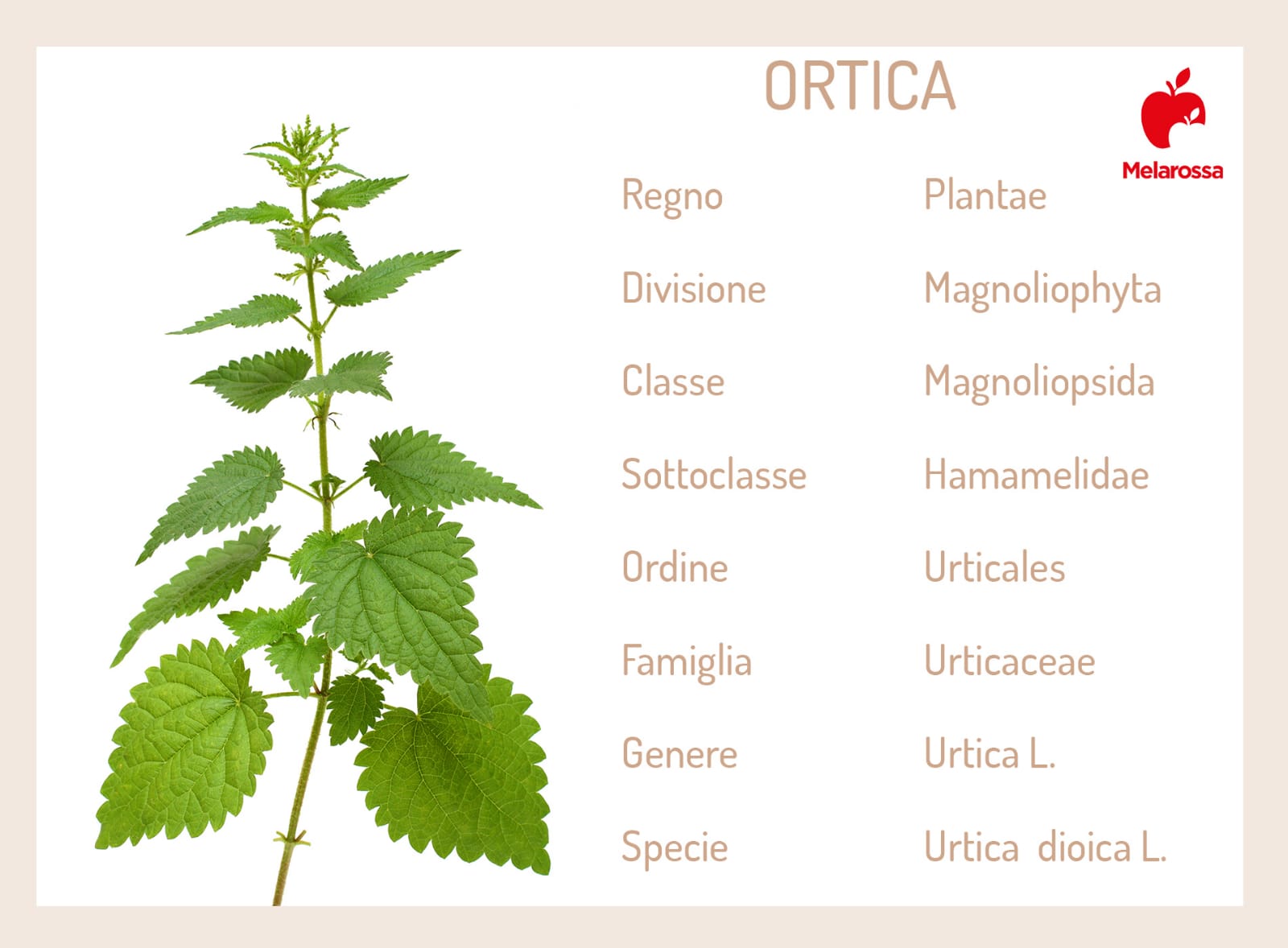 L'ortica è una pianta officinale dalle grandi proprietà e usi sia in cucina sia in bellezza