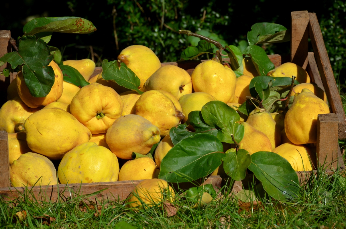pectina piante