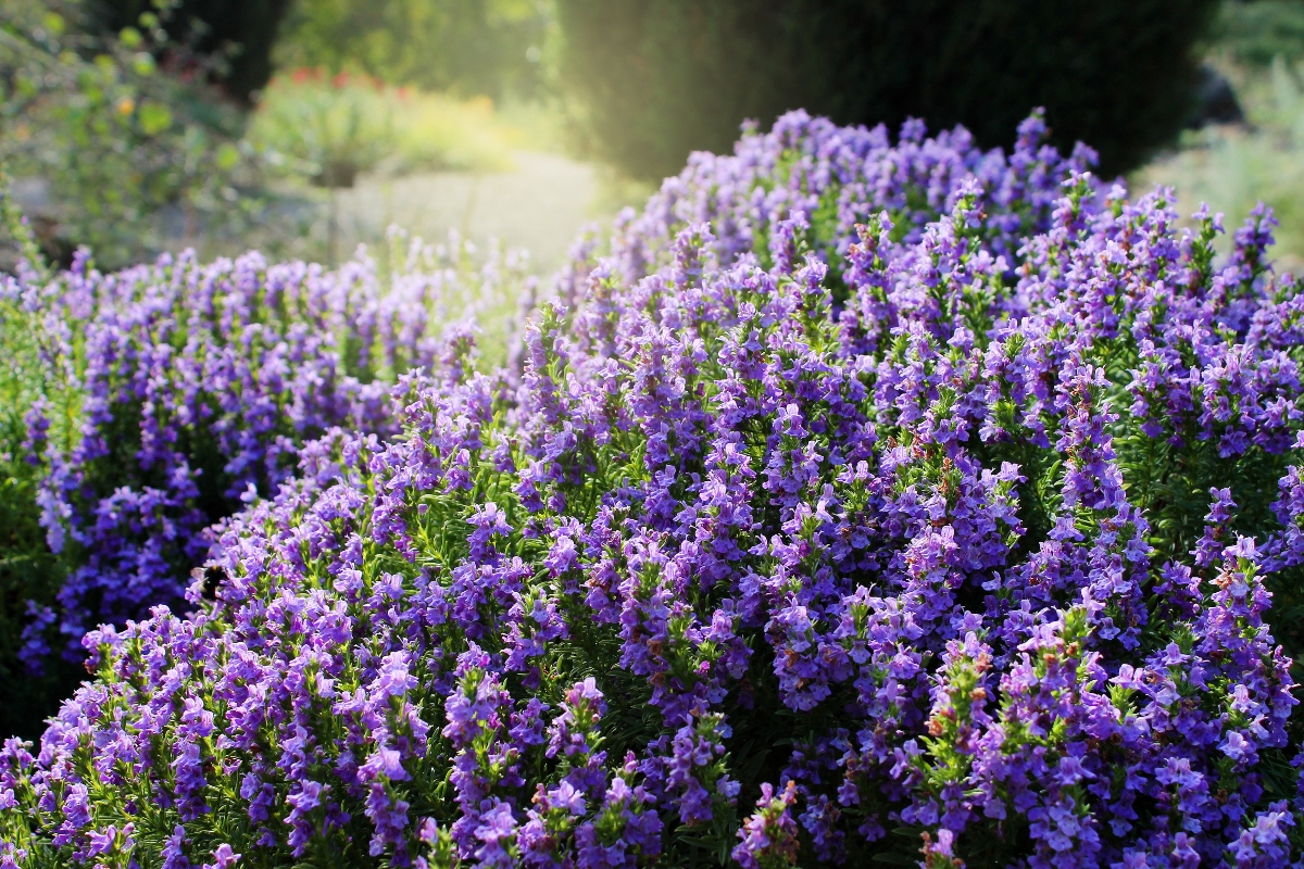 santoreggia: botanica
