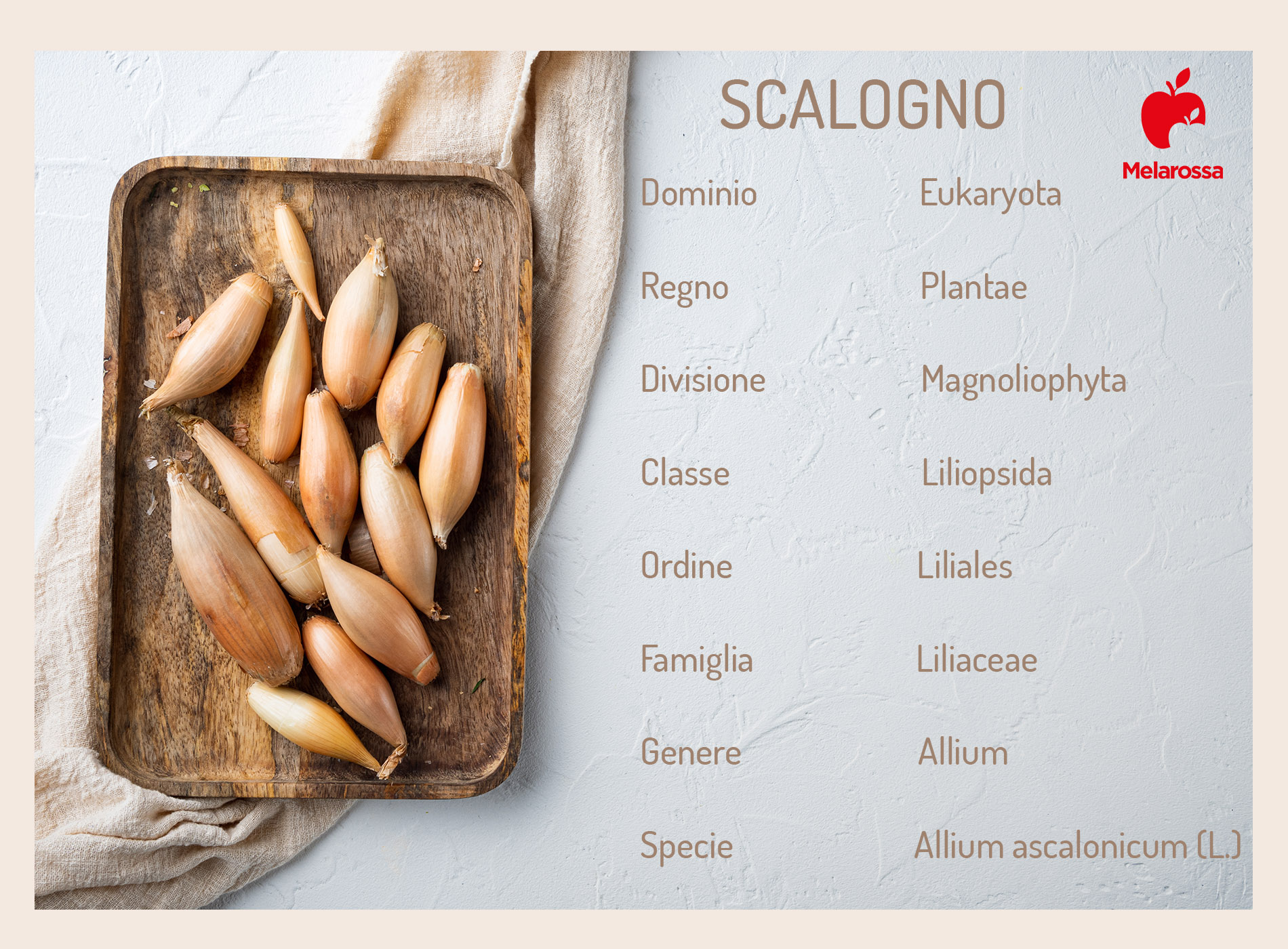 scalogno: che cos'è