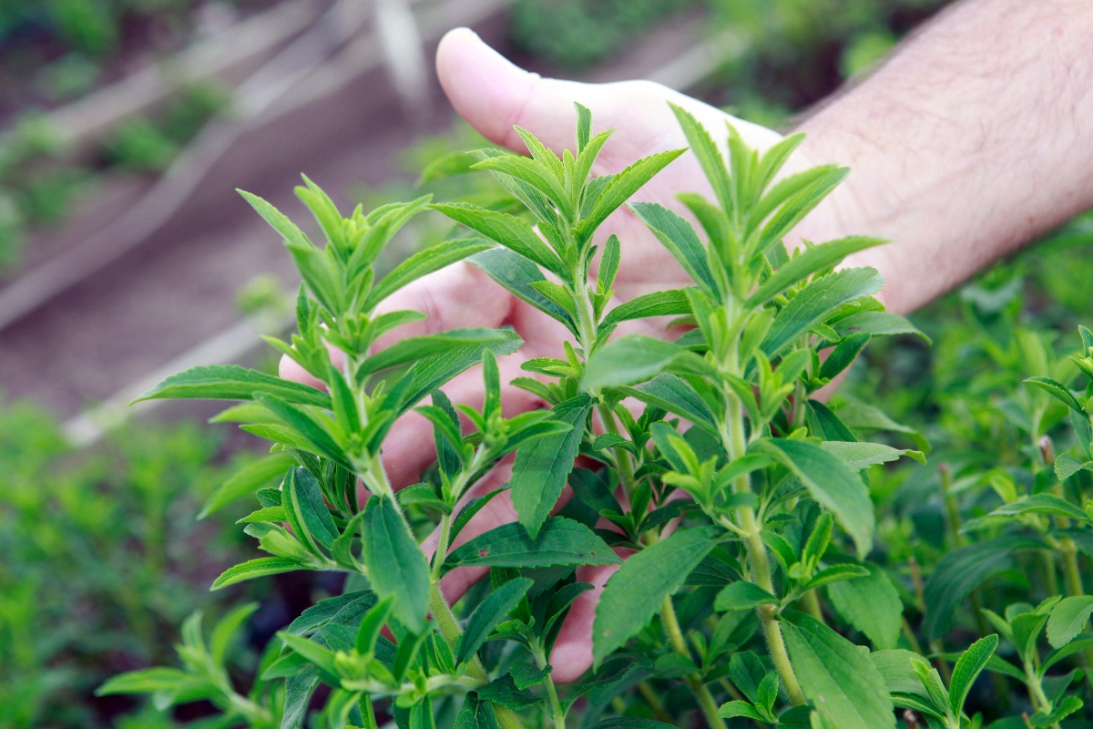stevia: botanica