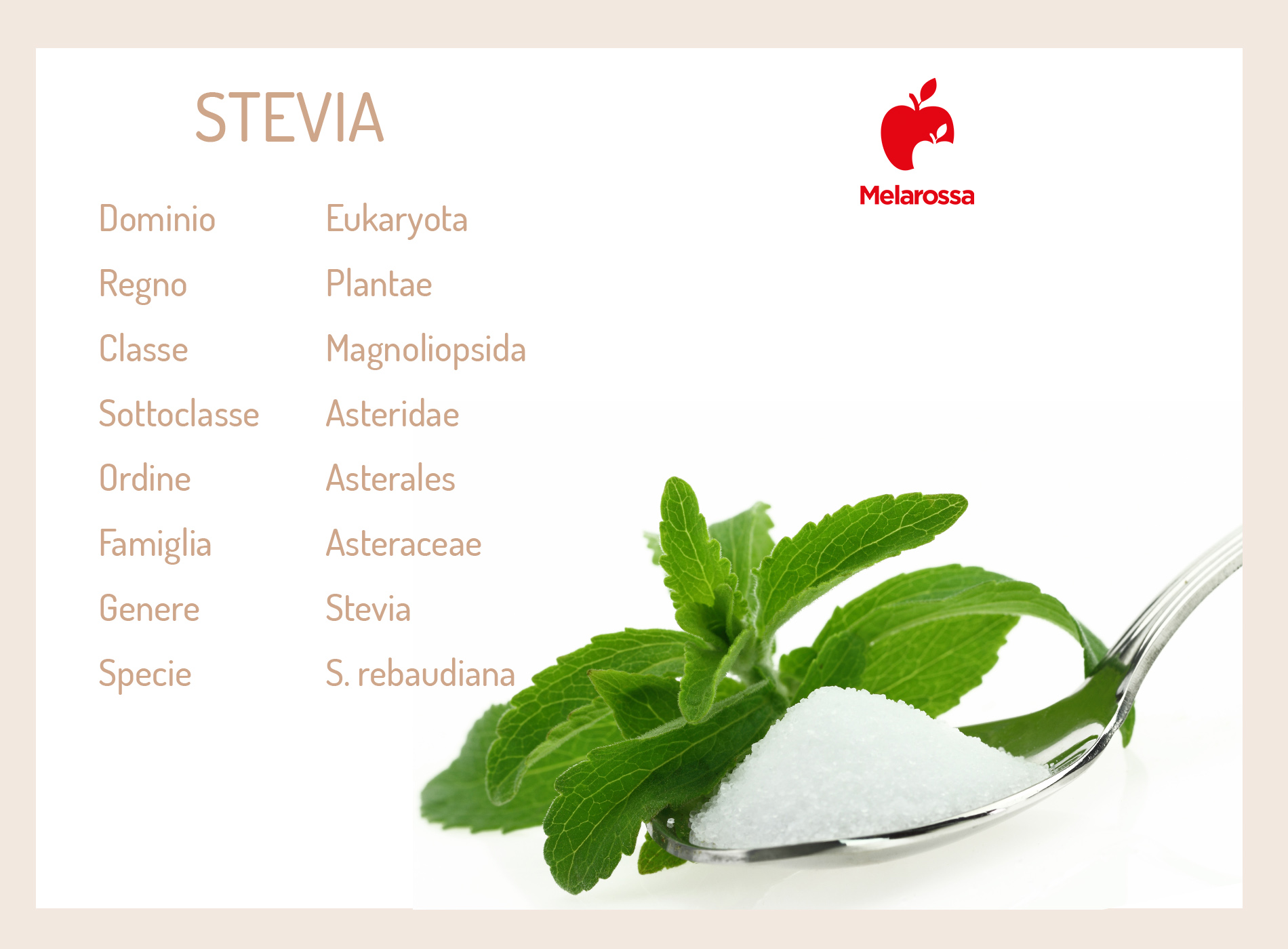 stevia: cos'è
