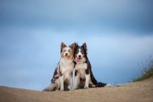 San Valentino, anche i cani s’innamorano