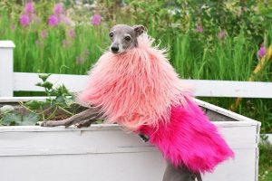 Tika the Iggy, il cagnolino fashion victim che fa impazzire il web