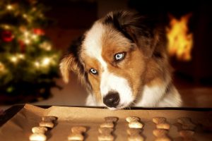 Cani e gatti: ecco le ricette casalinghe adatte a loro