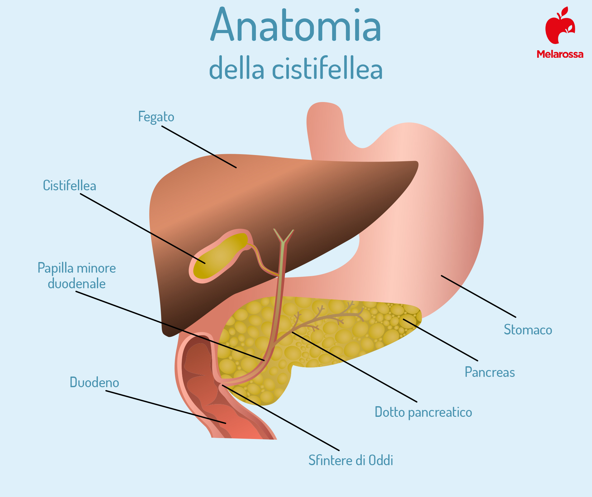 Cistifellea: anatomia 