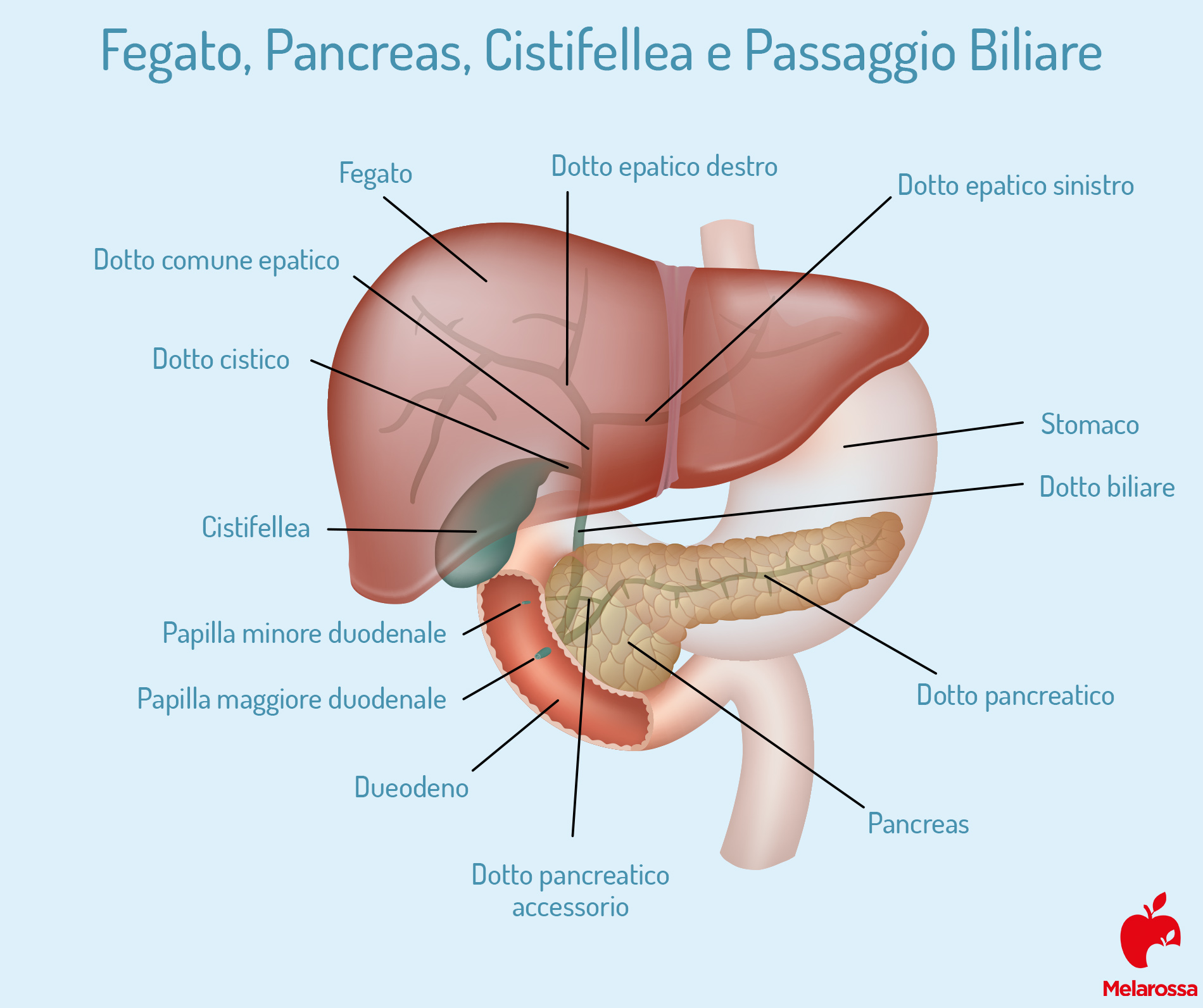 cistifellea: anatomia 