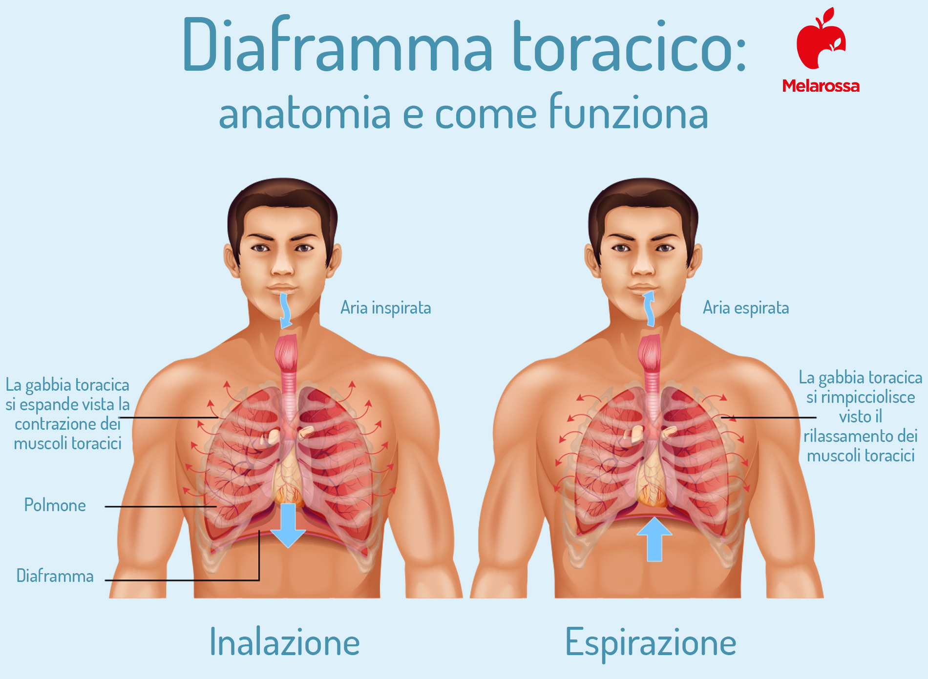 diaframma toracico anatomia e come funziona