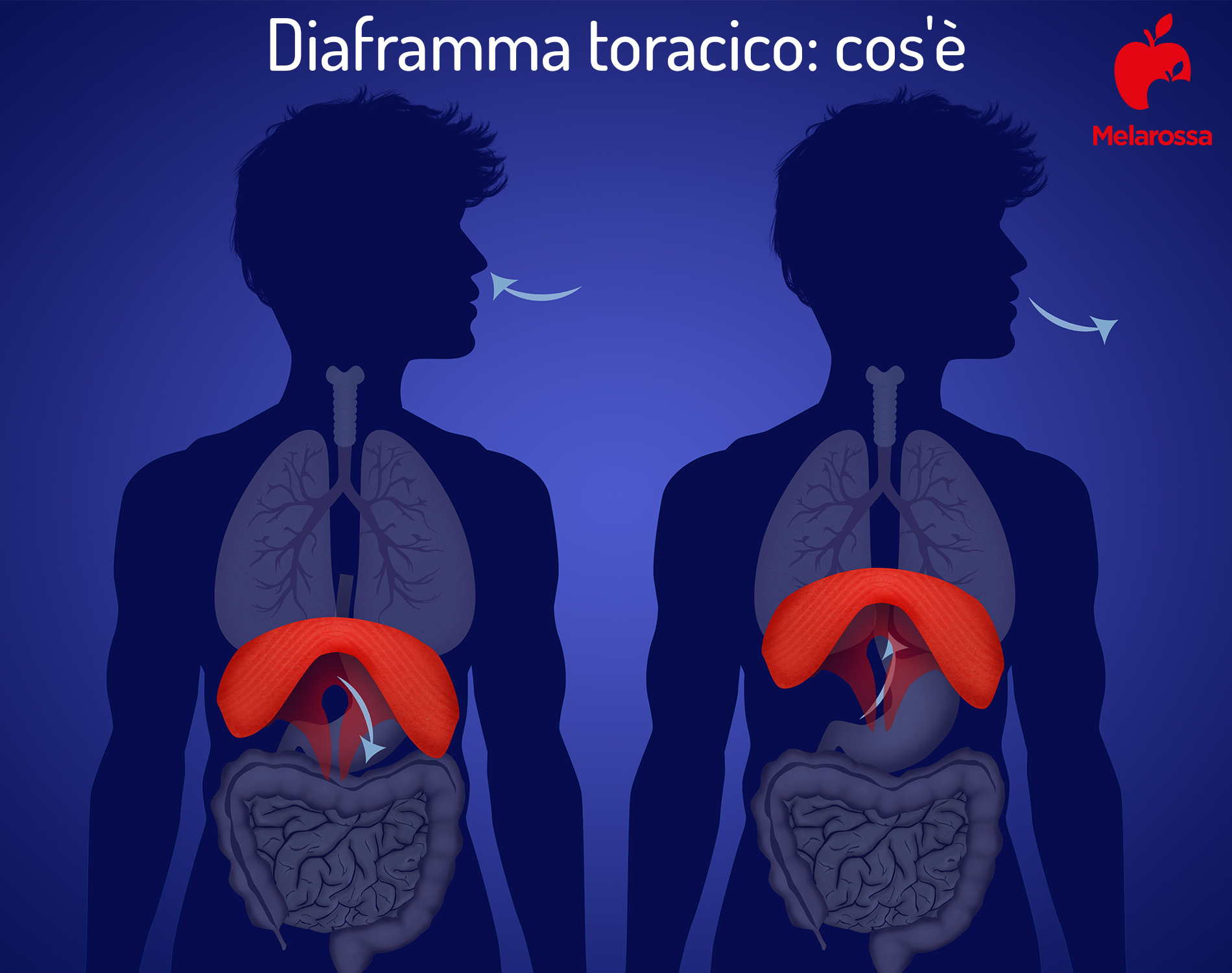 diaframma toracico: cos'è