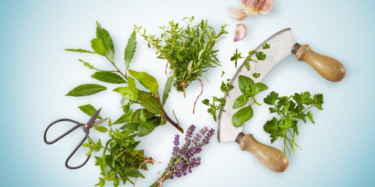 erbe aromatiche: benefici, come coltivarle e erbe aromatiche più usate in cucina
