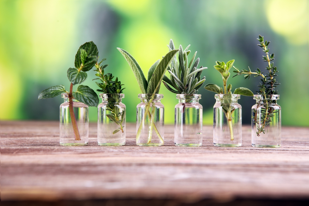 erbe aromatiche: come coltivarle